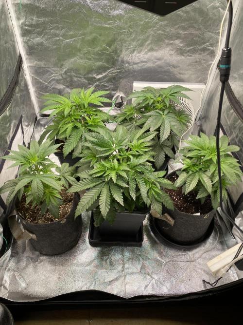 Tunaverse / Mambow Juice - regular seeds. Week 5 - d 33