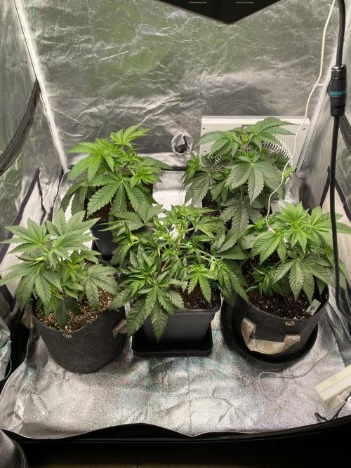 Tunaverse / Mambow Juice - regular seeds. Week 5 - d 33 after defoliation