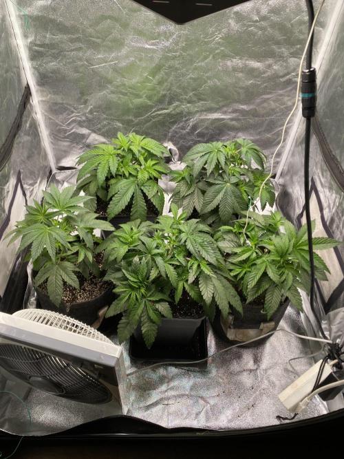 Tunaverse / Mambow Juice - regular seeds. Week 5 - d 34