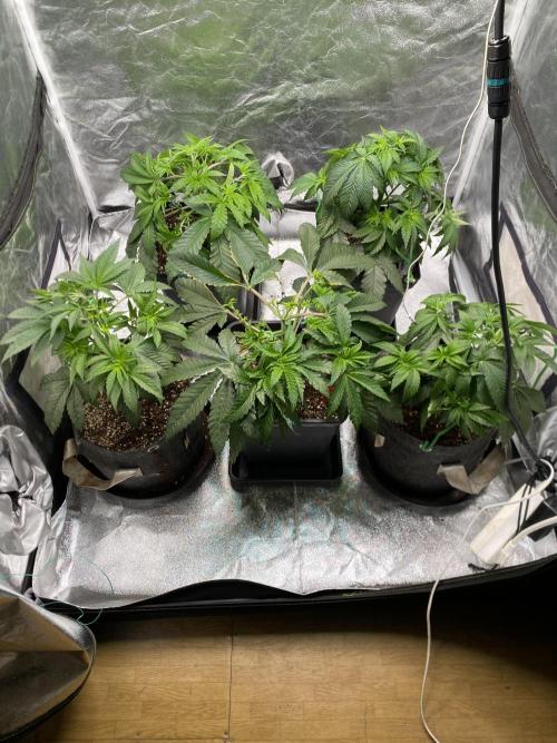 Tunaverse / Mambow Juice - regular seeds. Week 6 - d 37