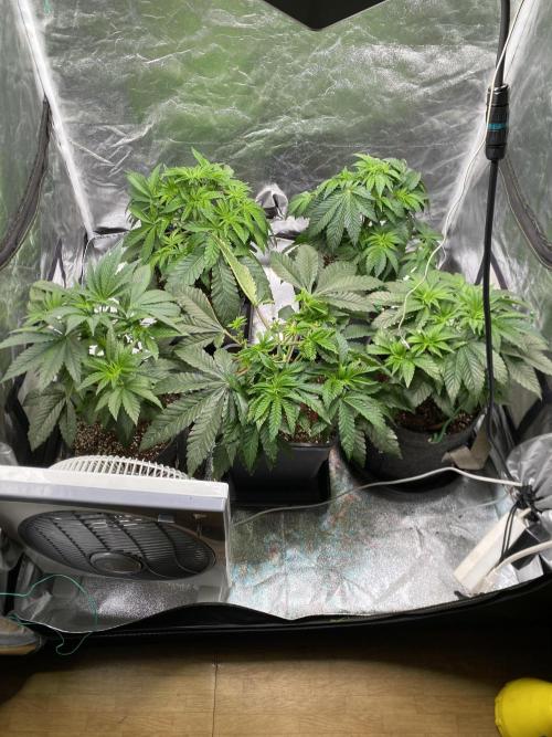 Tunaverse / Mambow Juice - regular seeds. Week 6 - d 38