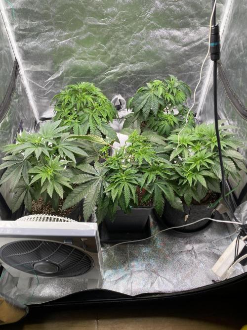Tunaverse / Mambow Juice - regular seeds. Week 6 - d 39