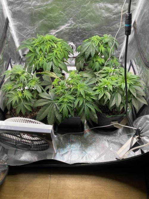 Tunaverse / Mambow Juice - regular seeds. Week 6 - d 40