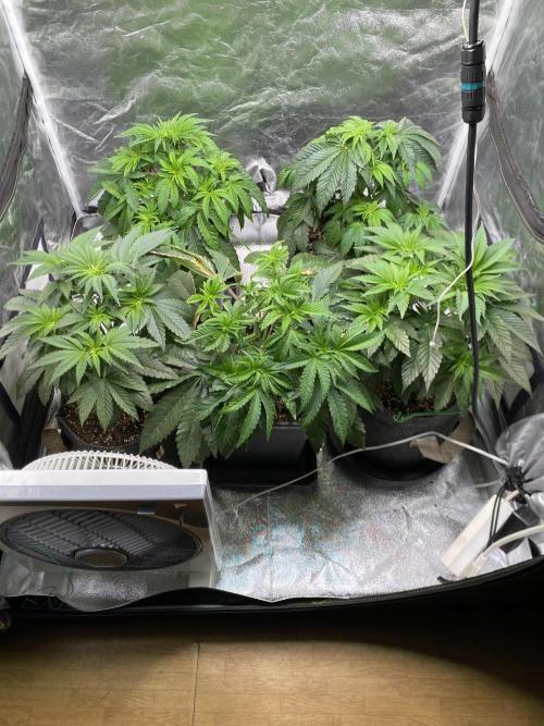 Tunaverse / Mambow Juice - regular seeds. Week 6 - d 41