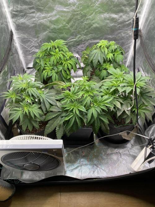 Tunaverse / Mambow Juice - regular seeds. Week 6 - d 42