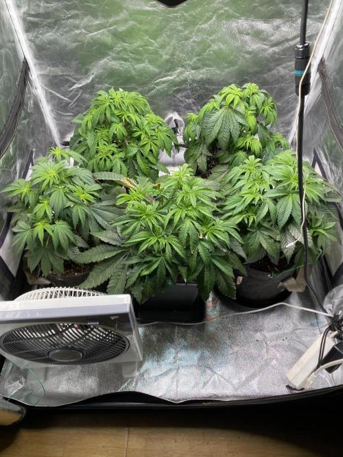 Tunaverse / Mambow Juice - regular seeds. Week 7 - d 43