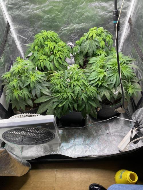 Tunaverse / Mambow Juice - regular seeds. Week 7 - d 44