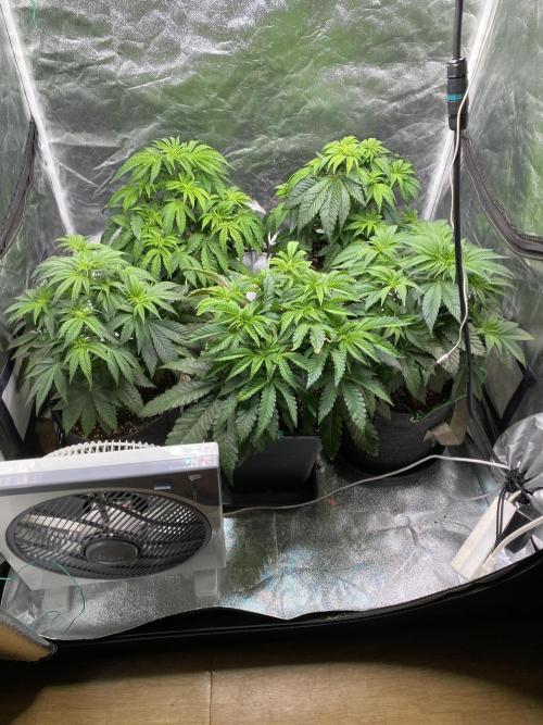 Tunaverse / Mambow Juice - regular seeds. Week 7 - d 45