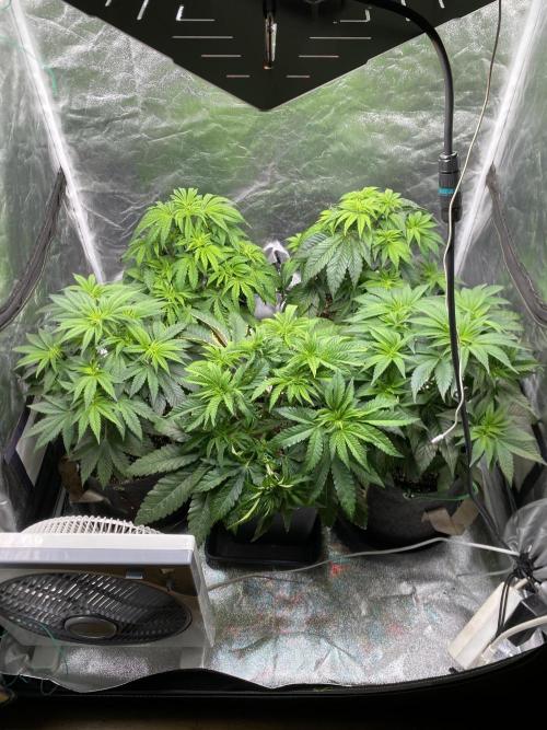 Tunaverse / Mambow Juice - regular seeds. Week 7 - d 46