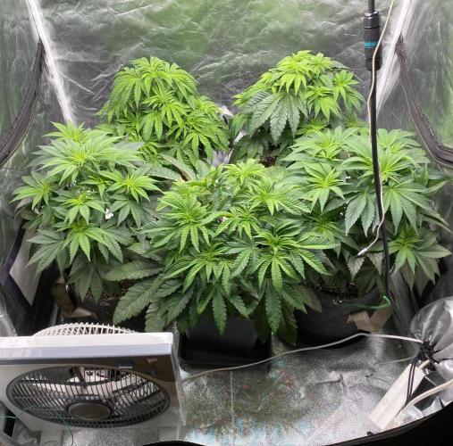Tunaverse / Mambow Juice - regular seeds. Week 7 - d 47