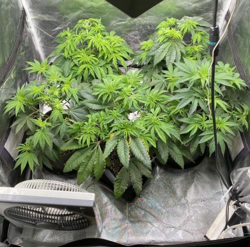 Tunaverse / Mambow Juice - regular seeds. Week 7 - d 48