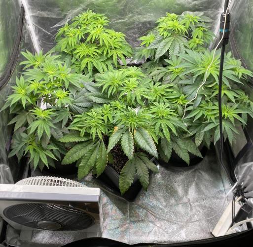 Tunaverse / Mambow Juice - regular seeds. Week 7 - d 49