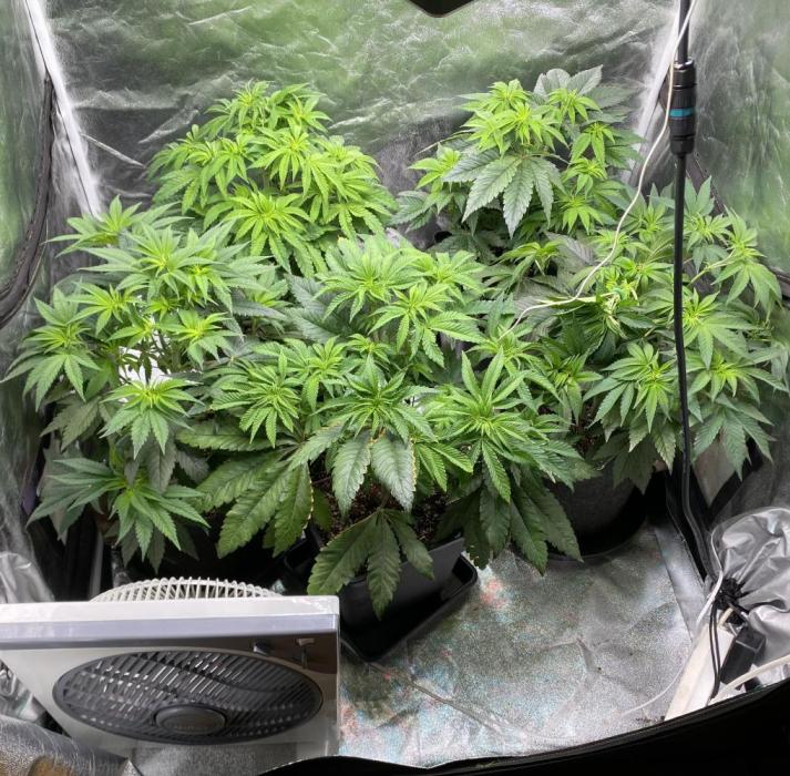 Tunaverse / Mambow Juice - regular seeds. Week 8 - d 50