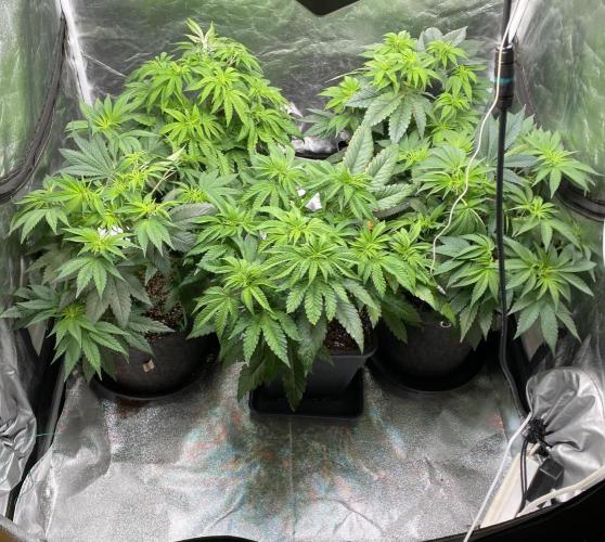 Tunaverse / Mambow Juice - regular seeds. Week 8 - d 51