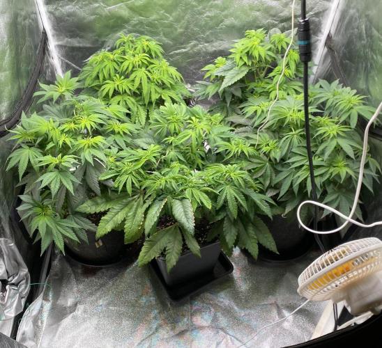 Tunaverse / Mambow Juice - regular seeds. Week 8 - d 52