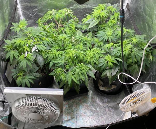 Tunaverse / Mambow Juice - regular seeds. Week 8 - d 52 after LST/Defol