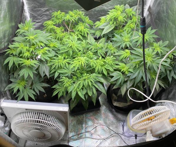 Tunaverse / Mambow Juice - regular seeds. Week 8 - d 53