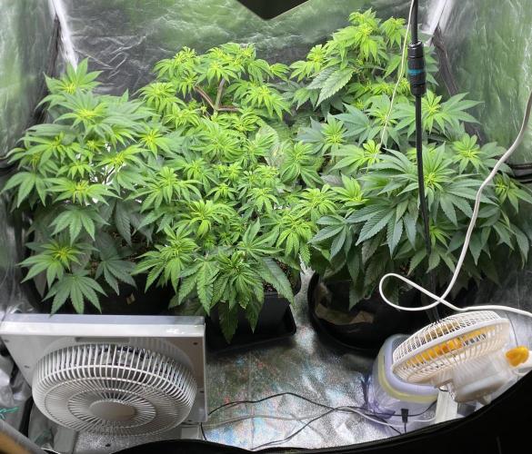 Tunaverse / Mambow Juice - regular seeds. Week 8 - d 54