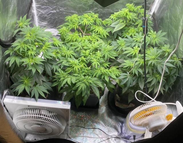 Tunaverse / Mambow Juice - regular seeds. Week 8 - d 55