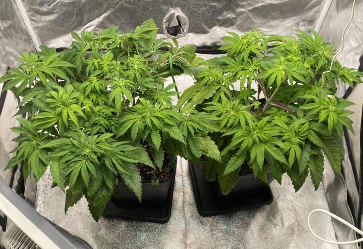 Tunaverse / Mambow Juice - regular seeds. Week 8 - d 56