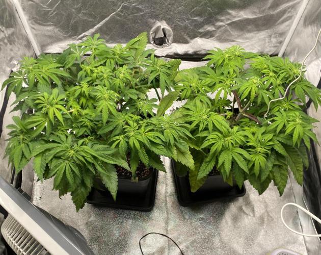 Tunaverse / Mambow Juice - regular seeds. Week 9 - d 57