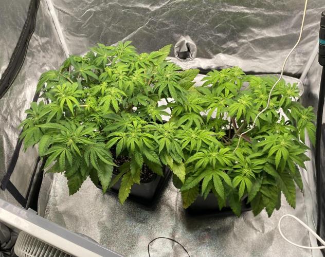 Tunaverse / Mambow Juice - regular seeds. Week 9 - d 58