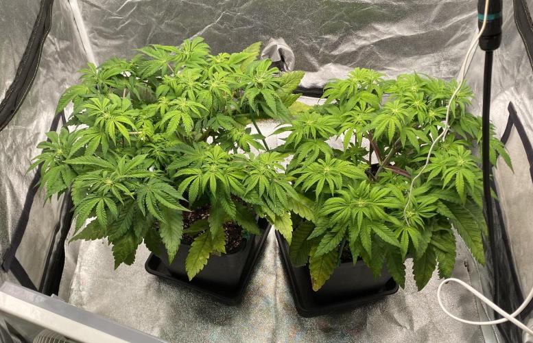 Tunaverse / Mambow Juice - regular seeds. Week 9 - d 59