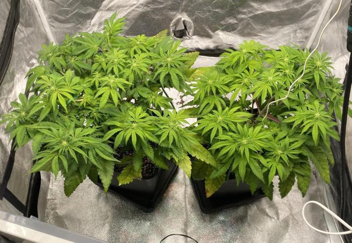 Tunaverse / Mambow Juice - regular seeds. Week 9 - d 60