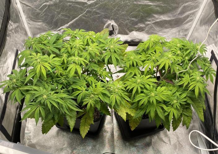 Tunaverse / Mambow Juice - regular seeds. Week 9 - d 61