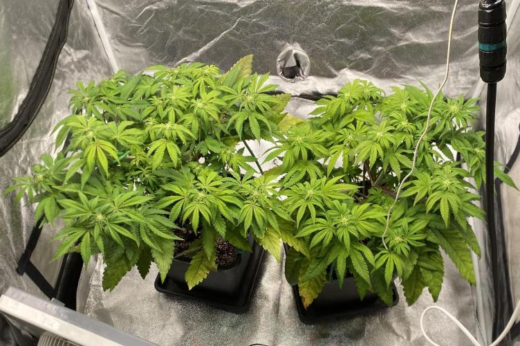 Tunaverse / Mambow Juice - regular seeds. Week 9 - d 62