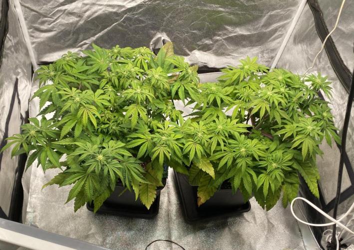 Tunaverse / Mambow Juice - regular seeds. Week 10 - d 64