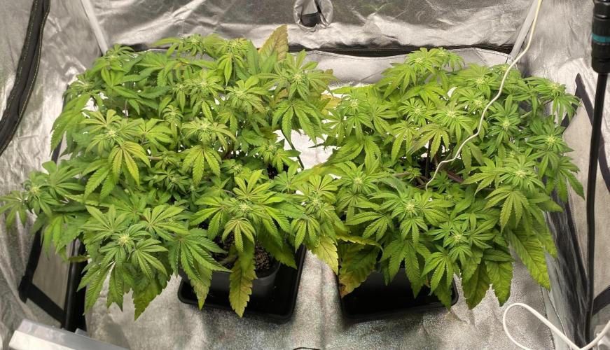 Tunaverse / Mambow Juice - regular seeds. Week 10 - d 65