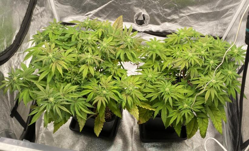 Tunaverse / Mambow Juice - regular seeds. Week 10 - d 66