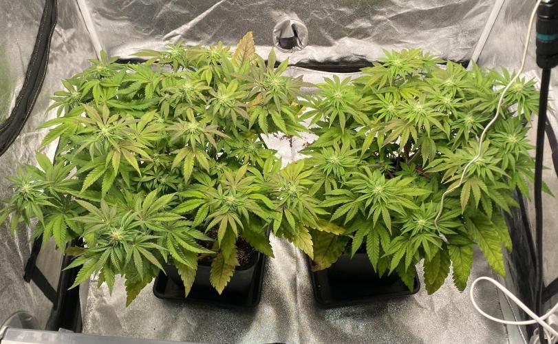 Tunaverse / Mambow Juice - regular seeds. Week 10 - d 68