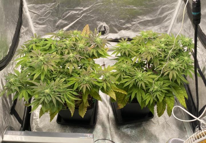 Tunaverse / Mambow Juice - regular seeds. Week 10 - d 70