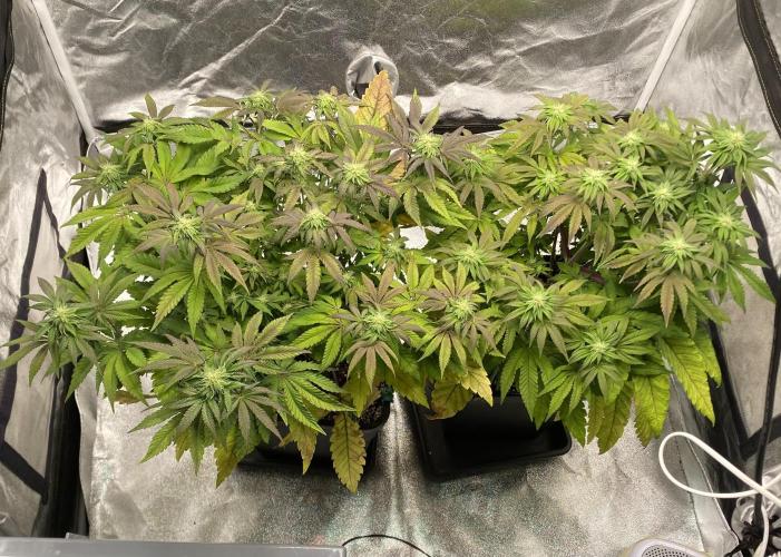 Tunaverse / Mambow Juice - regular seeds. Week 11 - d 71