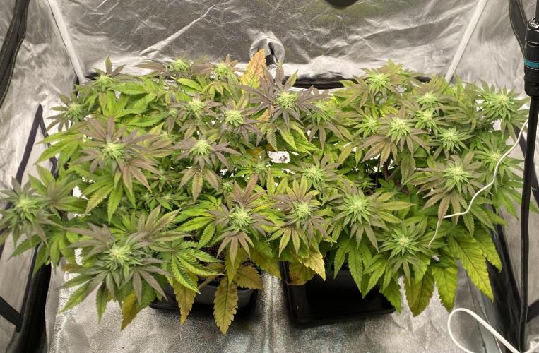 Tunaverse / Mambow Juice - regular seeds. Week 11 - d 72