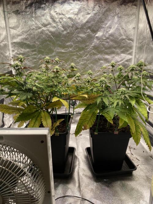 Tunaverse / Mambow Juice - regular seeds. Week 11 - d 73
