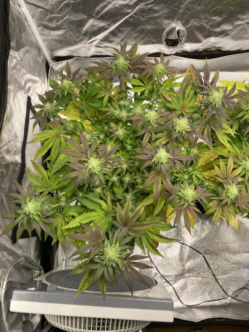 Tunaverse / Mambow Juice - regular seeds. Week 11 - d 73 MJ1