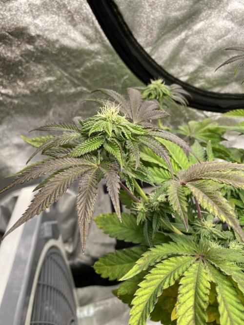 Tunaverse / Mambow Juice - regular seeds. Week 11 - d 73 MJ1