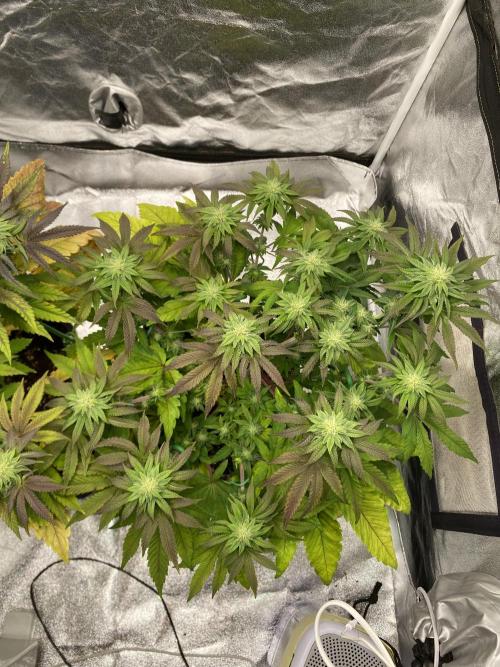 Tunaverse / Mambow Juice - regular seeds. Week 11 - d 73 MJ2