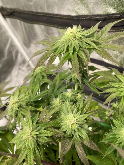 Tunaverse / Mambow Juice - regular seeds. Week 11 - d 73 MJ2