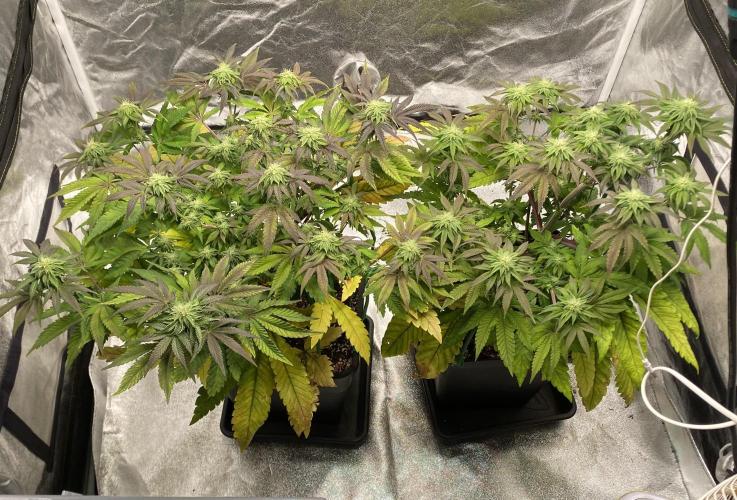 Tunaverse / Mambow Juice - regular seeds. Week 11 - d 73 overview