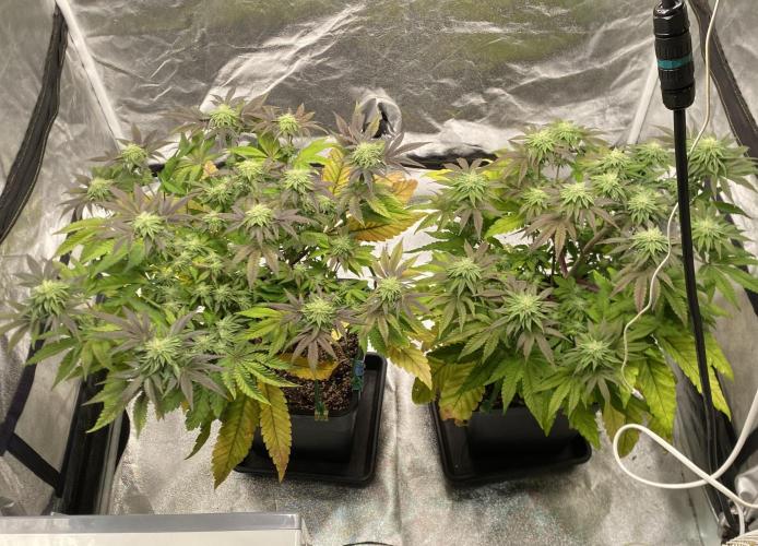 Tunaverse / Mambow Juice - regular seeds. Week 11 - d 75