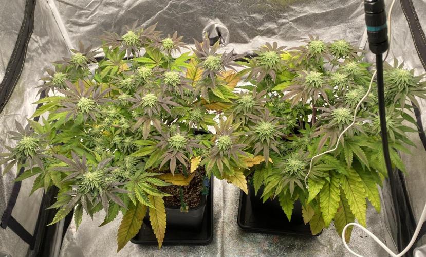 Tunaverse / Mambow Juice - regular seeds. Week 11 - d 76