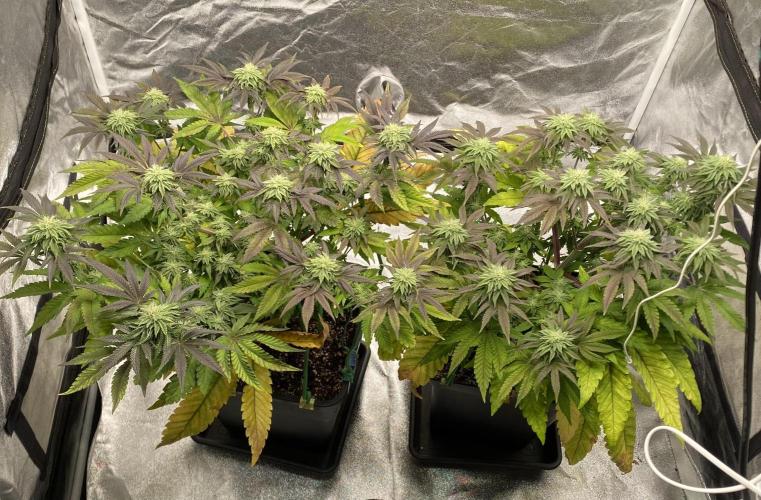 Mambow Juice (Mambaz x Rainbow Zangria). Week 11 - d 77