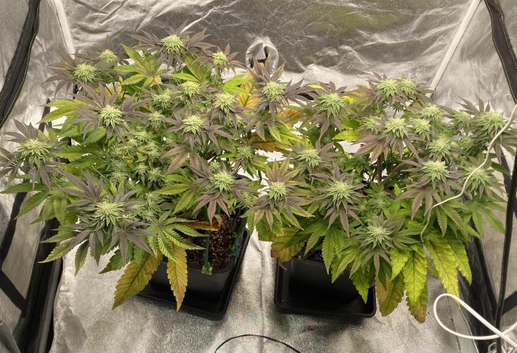 Mambow Juice (Mambaz x Rainbow Zangria). Week 12 - d 78