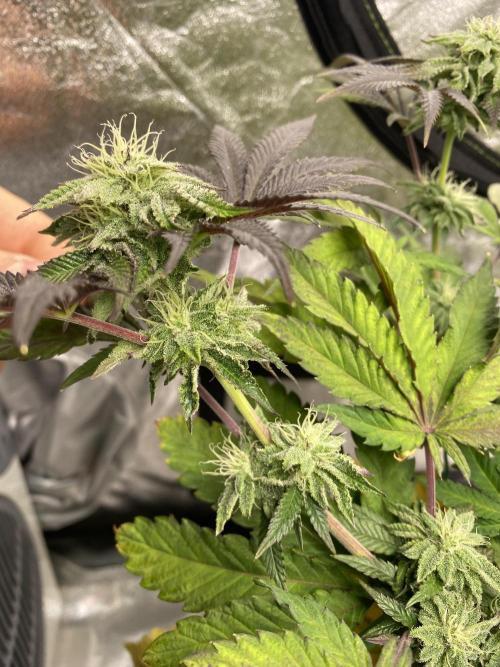 Mambow Juice (Mambaz x Rainbow Zangria). Week 12 - d 78 MJ1