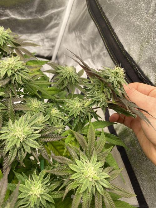 Mambow Juice (Mambaz x Rainbow Zangria). Week 12 - d 78 MJ2