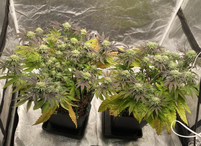 Mambow Juice (Mambaz x Rainbow Zangria). Week 12 - d 81